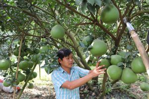 Phát triển sản xuất ở các xã nông thôn mới kiểu mẫu