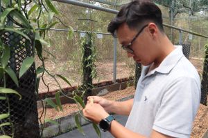 Người tiên phong trồng cây vani trên đất Ðồng Nai