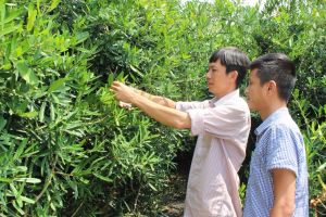 Đưa cây dược liệu quý về đất Đồng Nai