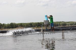 Tiếp tục dự án nuôi tôm công nghệ cao