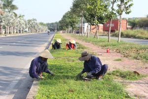 Chính phủ phê duyệt đề án trồng 1 tỷ cây xanh