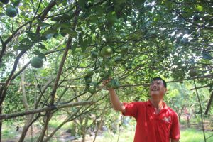 Đồng Nai phát triển mạnh diện tích cây ăn trái