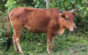 Không hoang mang với bệnh viêm da nổi cục trên trâu bò