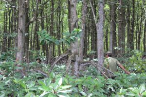 Nhiều nông, lâm trường được cấp giấy chứng nhận quyền sử dụng đất