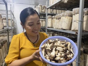 Hiệu quả kinh tế từ mô hình trồng nấm mối đen