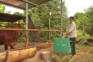 Đã có chế tài với hành vi ngược đãi vật nuôi