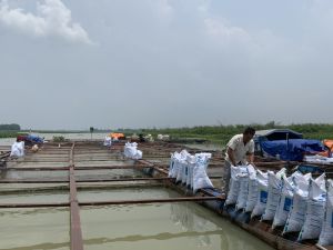 Thức ăn chăn nuôi “sốt” giá: Người nuôi lao đao