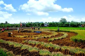 TP.Long Khánh tăng diện tích gieo trồng vụ đông xuân