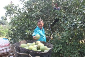 Đầu tư chế biến để giảm rủi ro xuất khẩu trái cây tươi