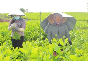 Nghề cắt hom tràm giúp “thoát nghèo” ở vùng đất Vĩnh An