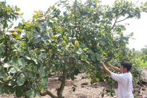 Giảm diện tích cây công nghiệp lâu năm