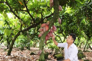 Toàn tỉnh có 84 chuỗi liên kết trong lĩnh vực trồng trọt