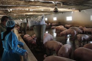 Rủi ro dịch bệnh trên vật nuôi vào cao điểm nắng nóng