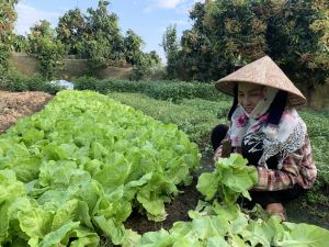 Hiệu quả từ nguồn vốn Quỹ hỗ trợ nông dân