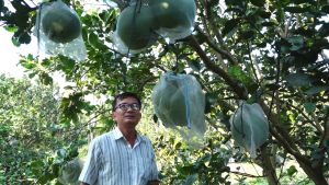 Làm nông nghiệp sạch với mô hình nuôi kiến vàng bảo vệ cây trồng