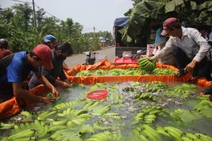FTA “khơi thông” cho nông sản