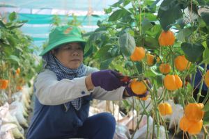 Xây dựng nông thôn mới trên vùng đất anh hùng