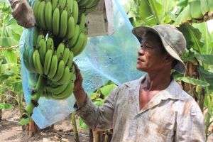 Huyện Nhơn Trạch: Trồng cây ăn quả trên vùng đất phèn