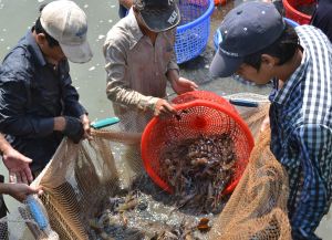 Thống kê điều tra dịch tễ hiện tượng thủy sản chết bất thường