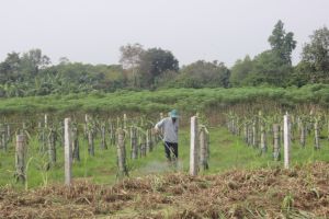 Sản xuất khó khăn vì phân, thuốc tăng giá