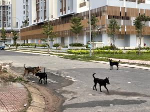 Xử lý nghiêm các trường hợp thả rông chó