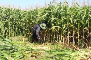 Trồng bắp bán cây thu 160 triệu đồng/ha/năm