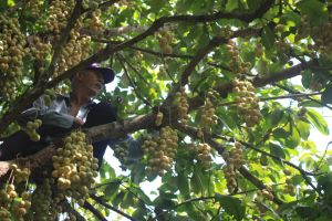 Vàng rực mùa dâu da chín