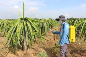 Thuốc bảo vệ thực vật: nông dân còn lạm dụng