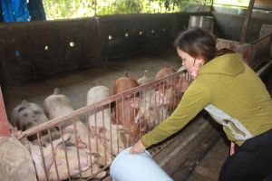 Chăn nuôi nhỏ lẻ vẫn còn vai trò trong giai đoạn mới