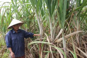 Phát triển ngành mía đường trong tình hình mới