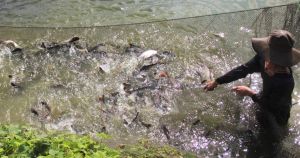 Phát triển ngành thủy sản bền vững