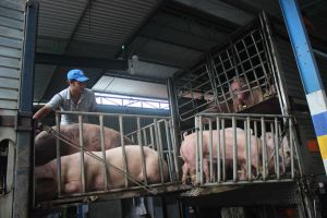 Heo hơi Đồng Nai cung cấp cho thị trường TP.HCM giảm mạnh