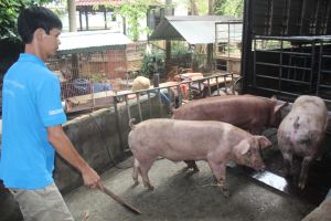 Sản phẩm nông nghiệp khó khăn về TP.HCM vì dịch bệnh