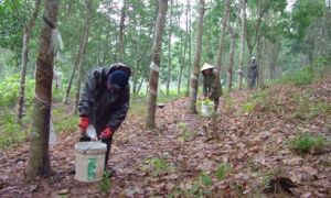 Giao địa phương quản lý hơn 652ha đất nông trường