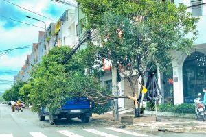 Mùa mưa đề phòng cây gãy, đổ