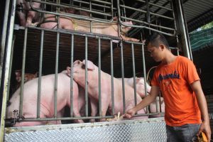 Đẩy mạnh chuyển đổi số trong nông nghiệp