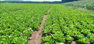 Đảm bảo thực phẩm cho người dân vùng dịch