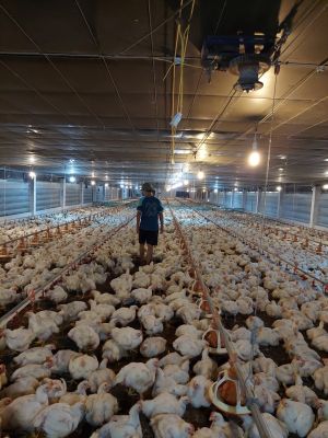 Heo, gà rớt giá do cung lớn hơn cầu