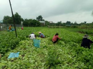 Toàn tỉnh có gần 17,4 ngàn ha trồng rau