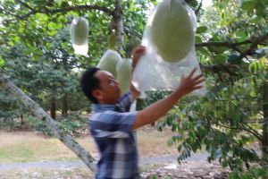 Diện tích cây ăn trái tăng nóng