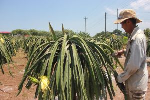 Sản xuất nông nghiệp thích ứng với tình hình mới