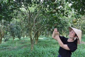 Tái cơ cấu nông nghiệp giai đoạn hội nhập