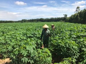 Không lơ là phòng, chống dịch khảm lá sắn