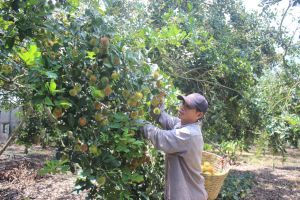 TP.Long Khánh kêu gọi hỗ trợ tiêu thụ chôm chôm