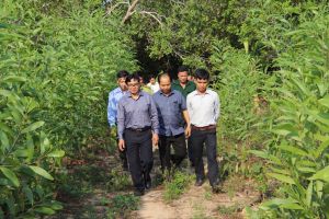 Khai thác gỗ rừng trồng đạt gần 49% kế hoạch năm