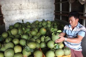 Kết nối tiêu thụ trái cây tươi