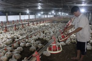 Bất ổn thị trường tiêu thụ sản phẩm chăn nuôi