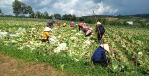 Nông dân tỉnh Lâm Đồng hỗ trợ gần 7 tấn rau cho công nhân Đồng Nai