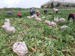 100 tấn rau, củ quả của tỉnh Lâm Đồng hỗ trợ cho Đồng Nai