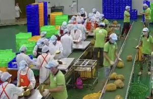 Ổn định chế biến để nông sản không ùn ứ